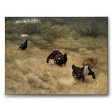 Orrspel i Mossen (Orrleik på myra)