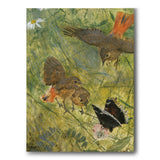 Rødstjerter og sommerfugl