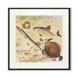 Den nysgjerrige abboren