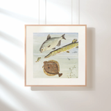 Den nysgjerrige abboren