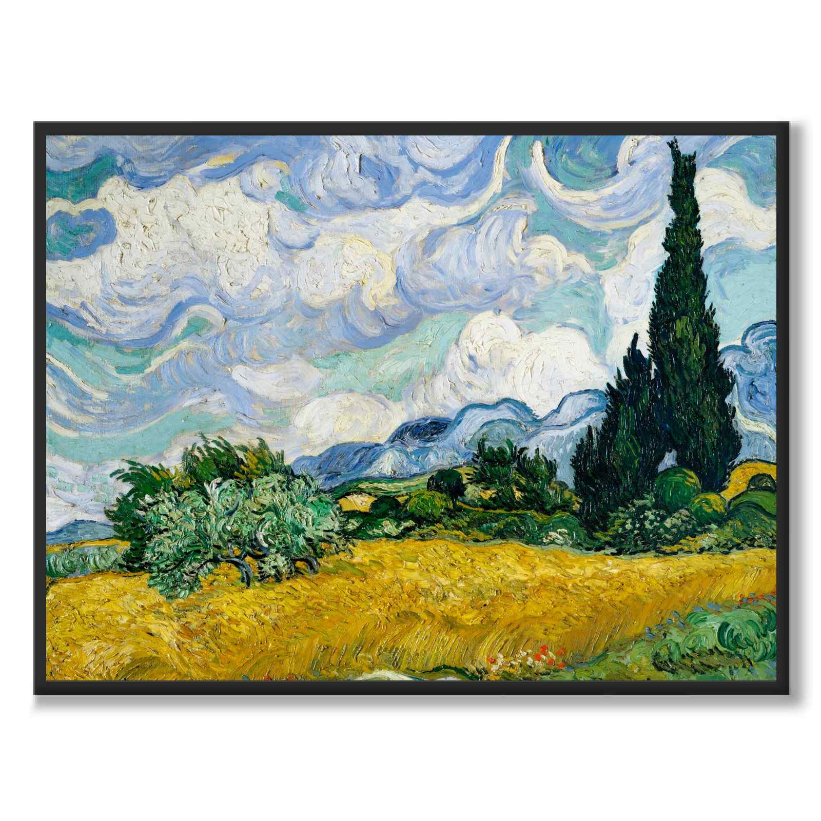 Hveteåker med sypresser