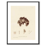 British Seaweeds 082 