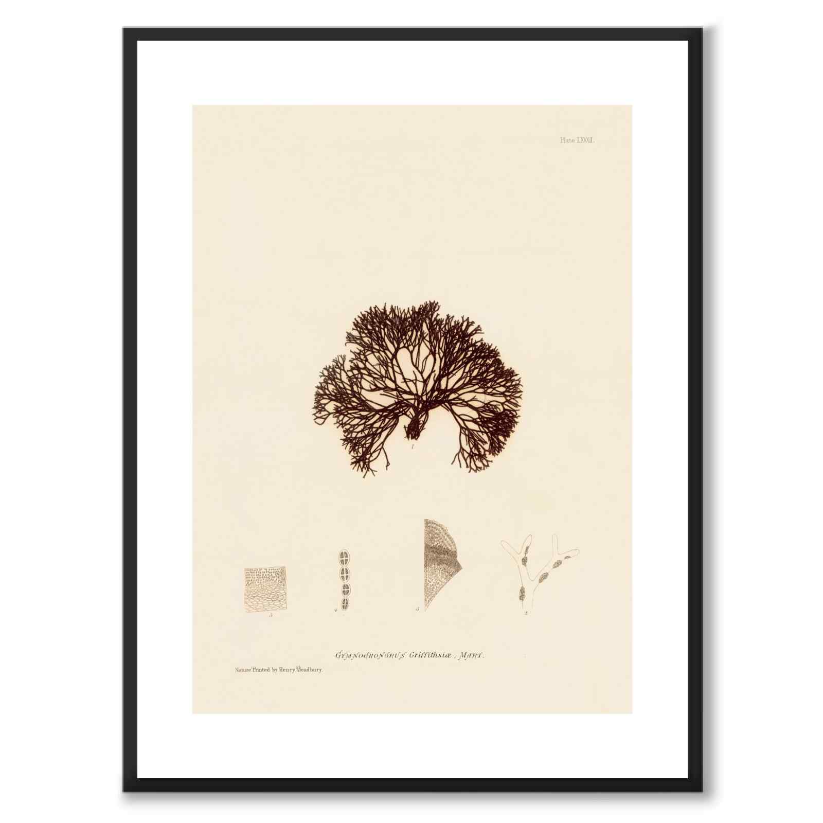 British Seaweeds 082 