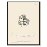 British Seaweeds 083 