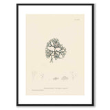 British Seaweeds 083 