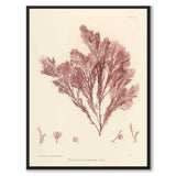 British Seaweeds 020 