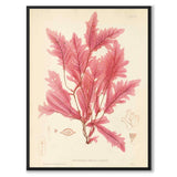 British Seaweeds 045 