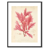 British Seaweeds 045 