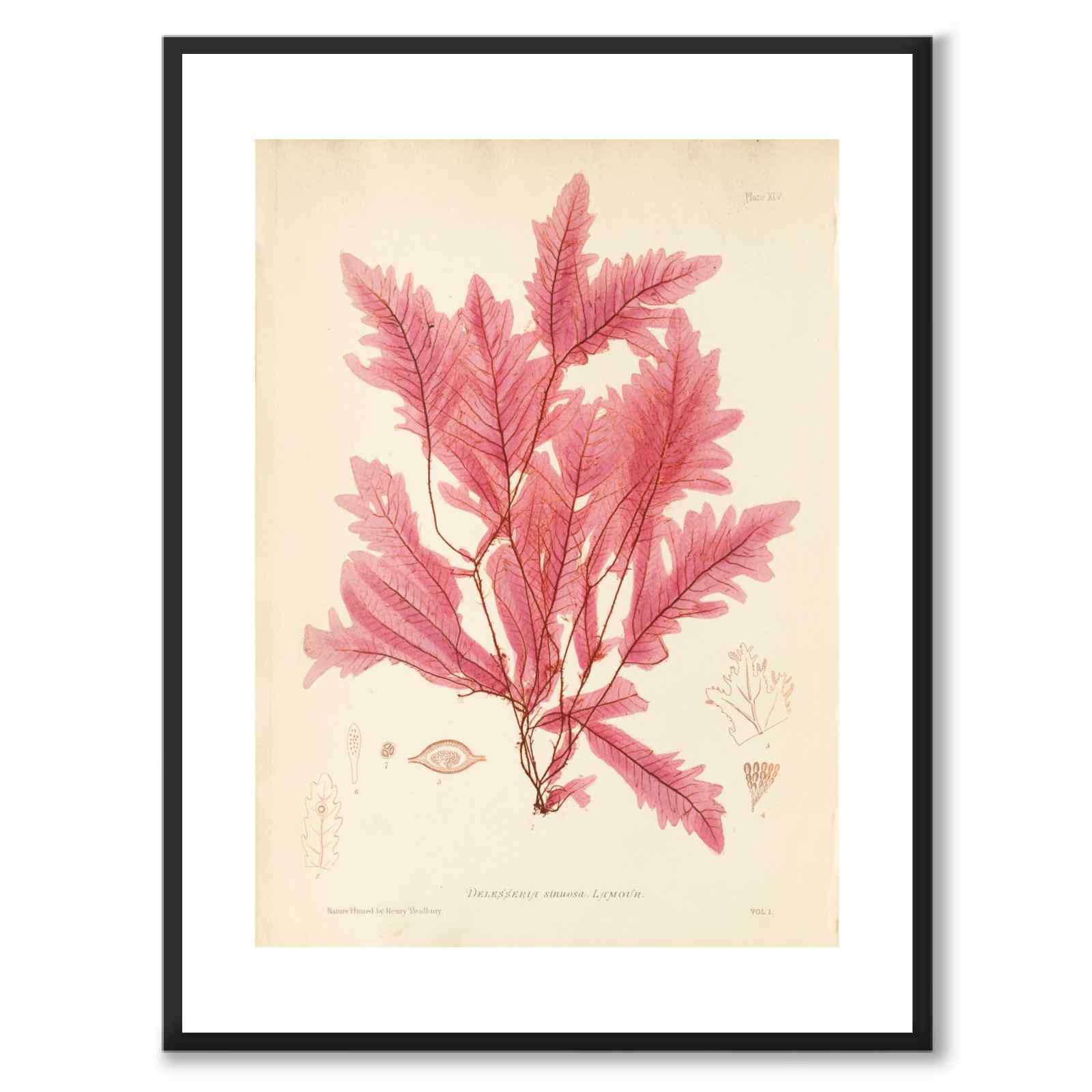 British Seaweeds 045