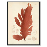 British Seaweeds 052 