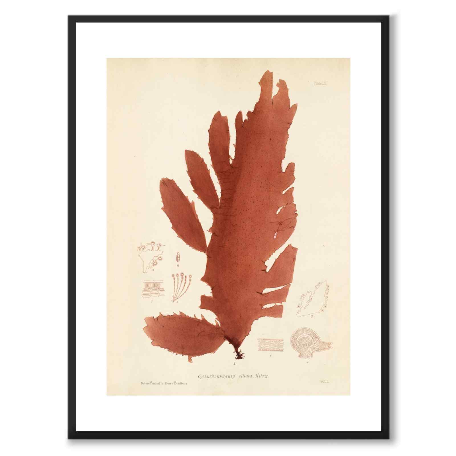 British Seaweeds 052 