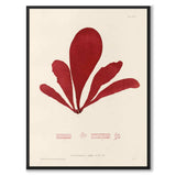 British Seaweeds 096 