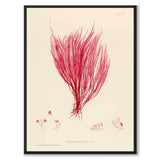 British Seaweeds 115 