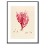 British Seaweeds 115 