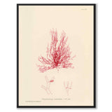 British Seaweeds 116 