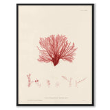 British Seaweeds 126 