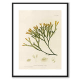 British Seaweeds 137 