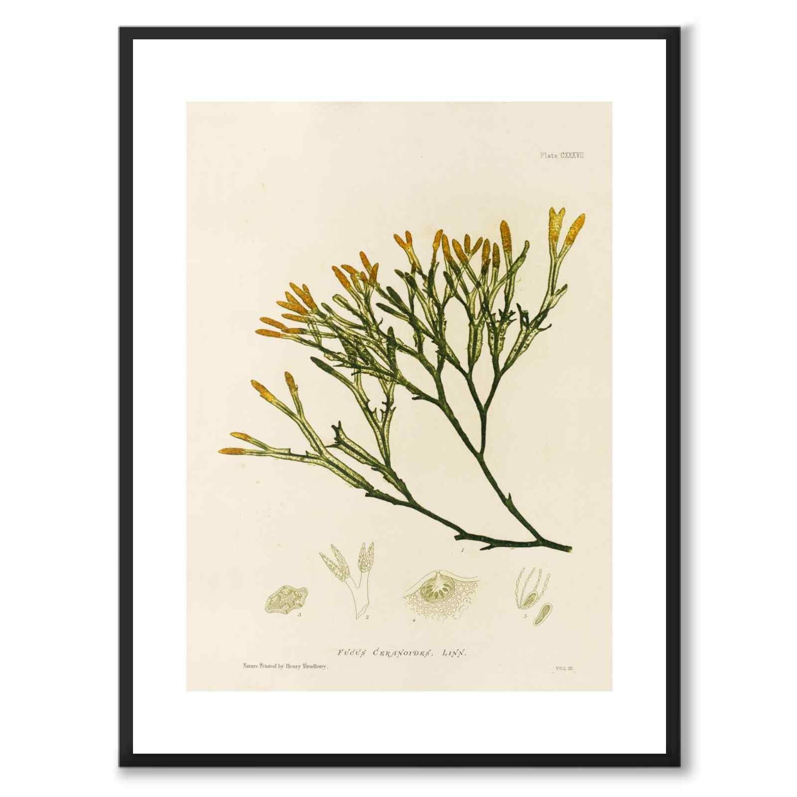 British Seaweeds 137 