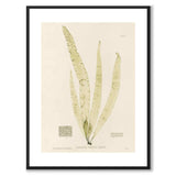 British Seaweeds 150 