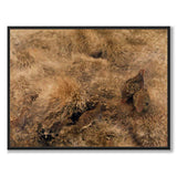 Høstlandskap med rapphøns