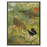 Rødstjert og sommerfugl