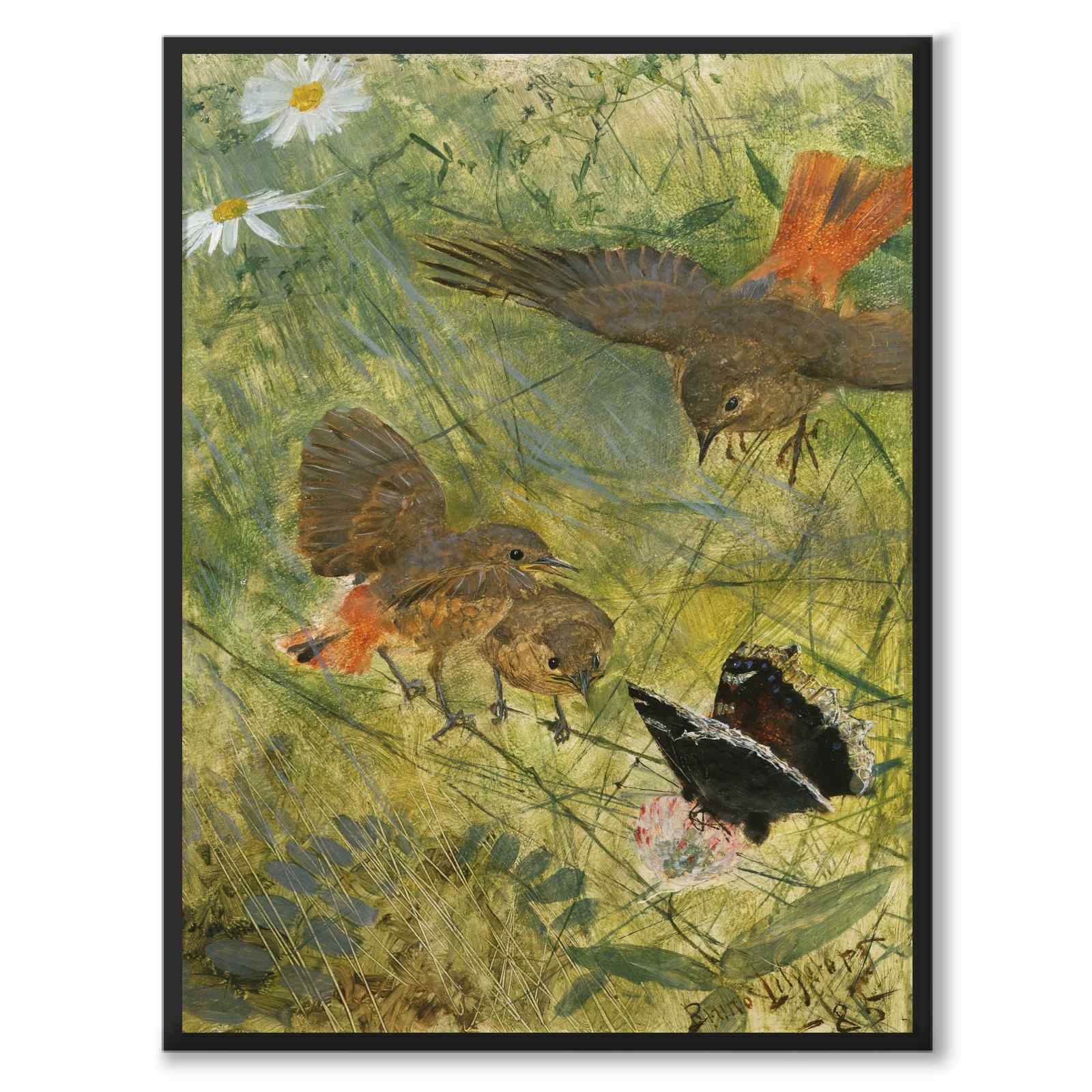 Rødstjert og sommerfugl