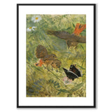 Rødstjert og sommerfugl