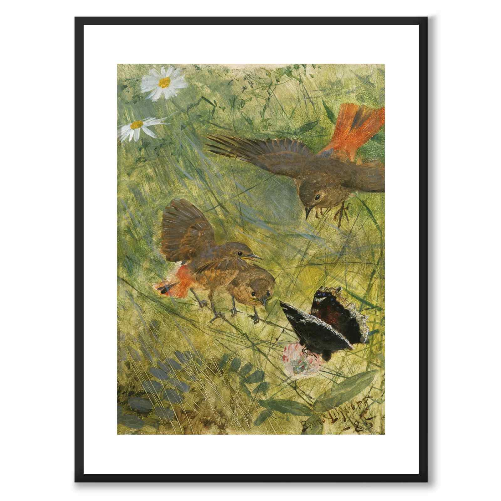 Rødstjert og sommerfugl