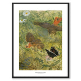 Rødstjert og sommerfugl