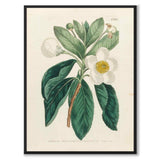 William Curtis in 1803