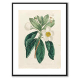 William Curtis in 1803