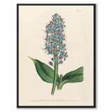 William Curtis in 1804