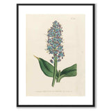 William Curtis in 1804