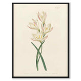 William Curtis in 1803