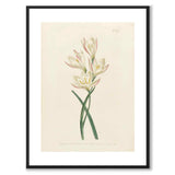 William Curtis in 1803