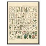 Okenplant - Bark Plants and Grass