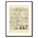 Okenplant - Bark Plants and Grass