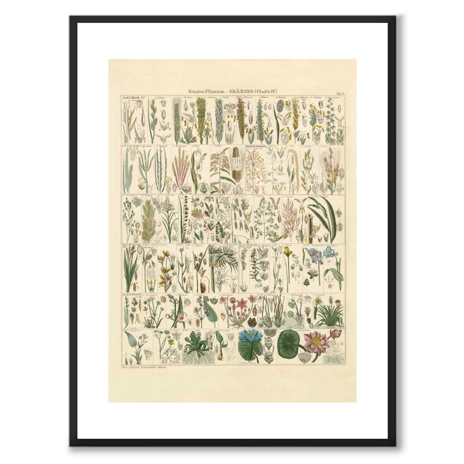 Okenplant - Barkplanter og gress 