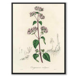 Oregano vulgaris