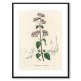 Oregano vulgaris