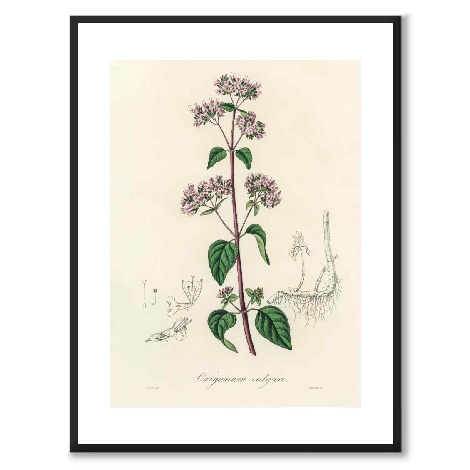 Oregano vulgaris