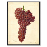 Grapes