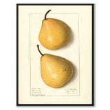 Pear
