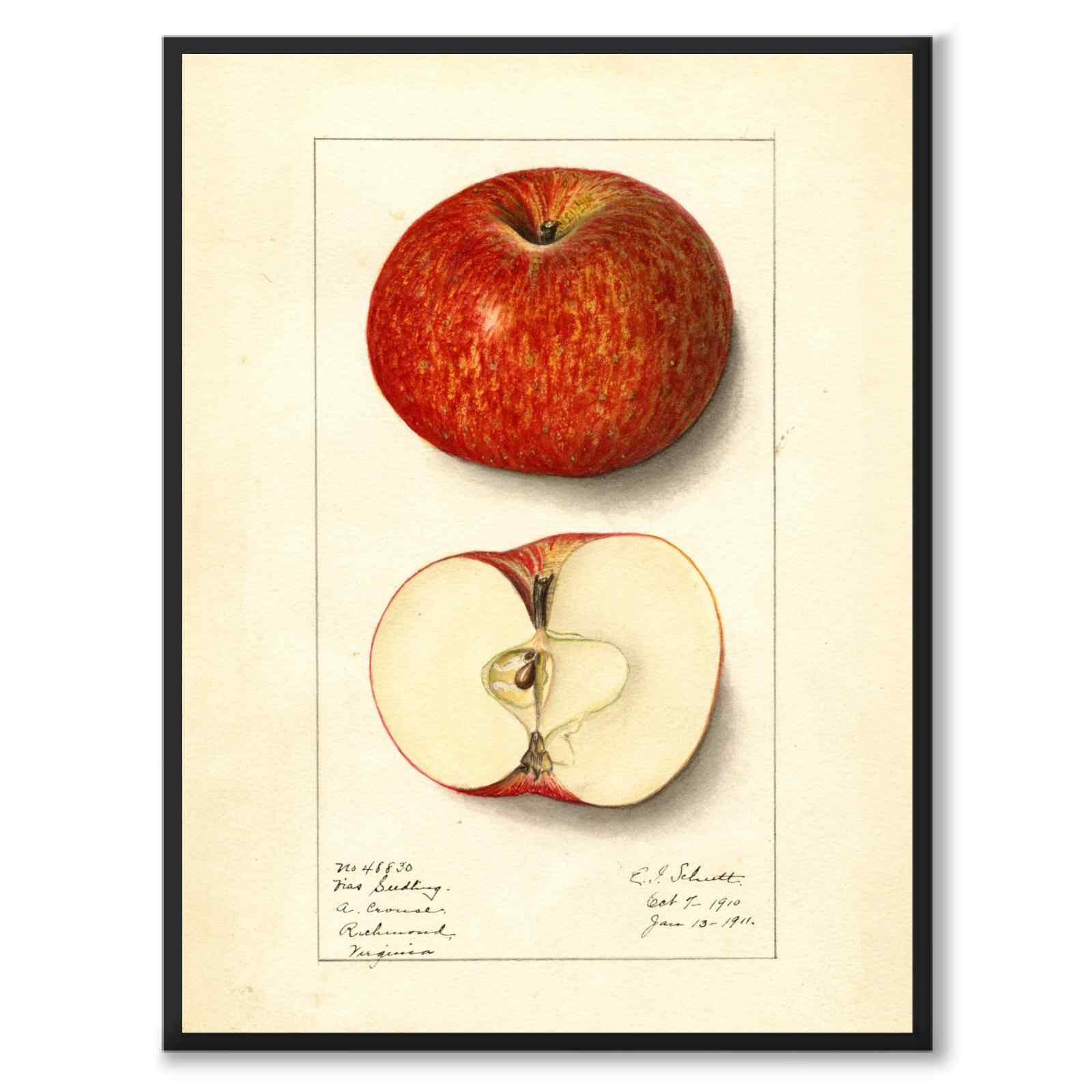 Planter og røtter & Äpple 