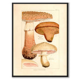 Edible Mushrooms