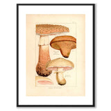 Edible Mushrooms