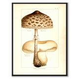 Edible Mushrooms