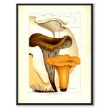 Edible Mushrooms