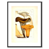 Edible Mushrooms
