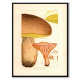 Edible Mushrooms